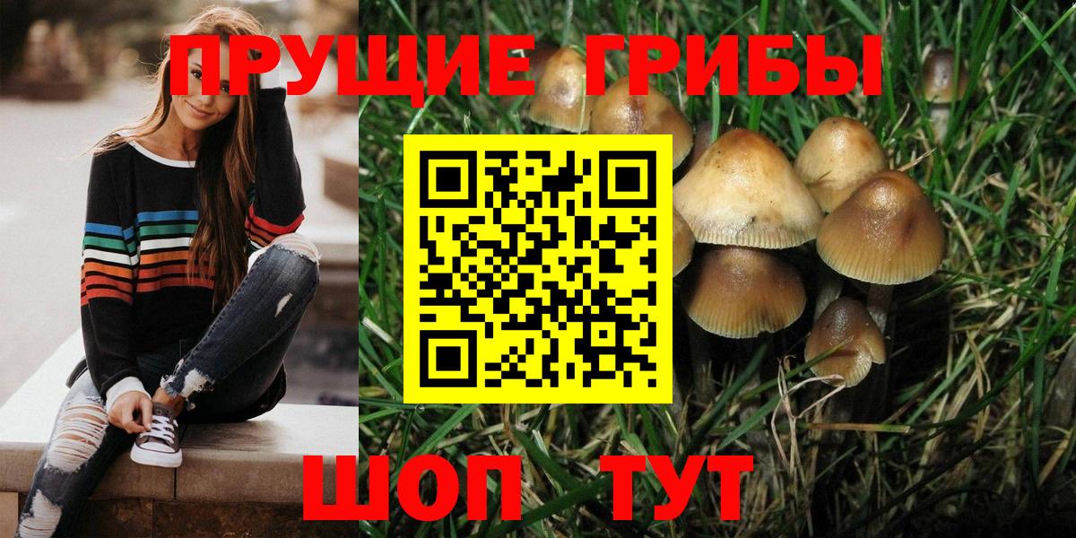 Галлюциногенные грибы Cubensis  Вход с VPN  Сосновый Бор 