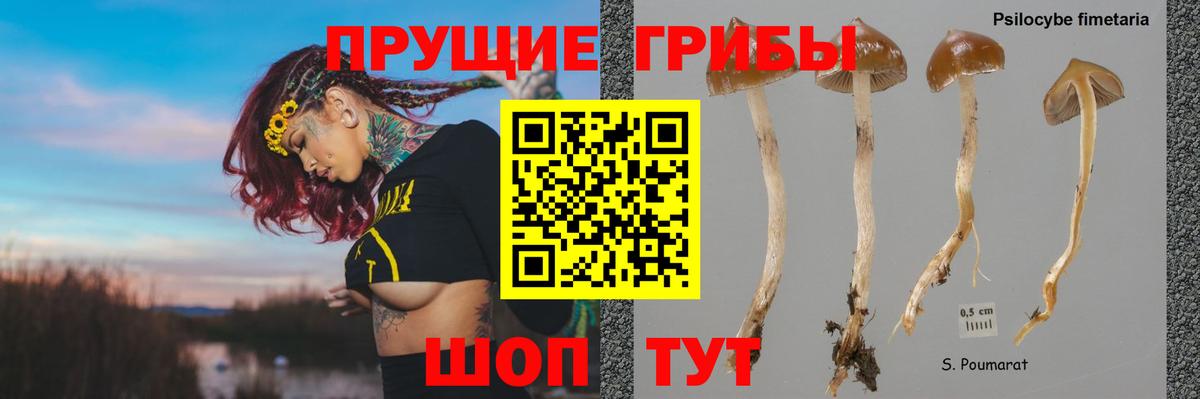 Галлюциногенные грибы мухоморы Сосновый Бор